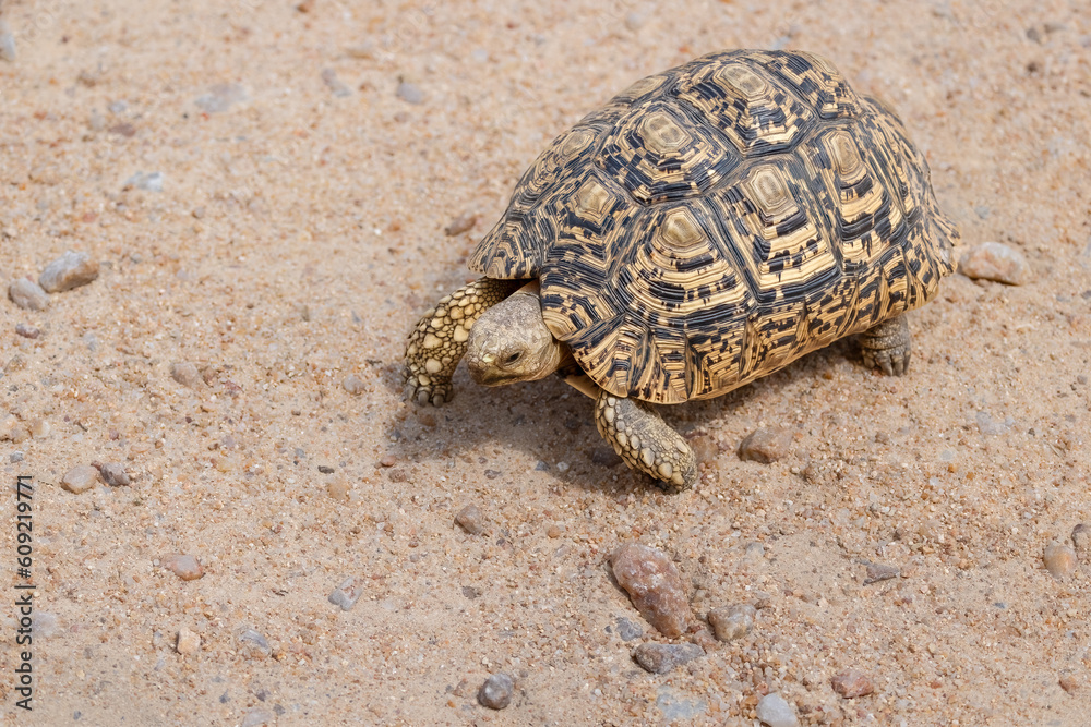 Leopard tortoise slowly crossing the road in the Kruger Park.