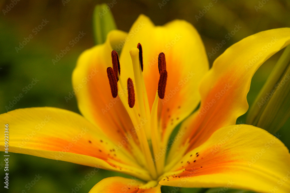 yellow blooming flower on green natural background, distance blur yellow blooming flower on green natural background, distance blur
