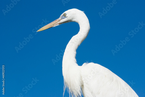 Large white Egret against a clear blue sky