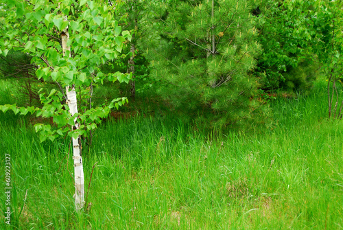 Natural background of lush green spring forest
