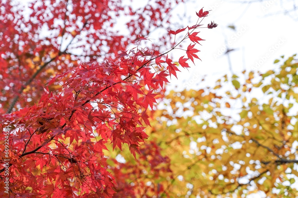 ちょうど見頃の真っ赤なモミジの紅葉