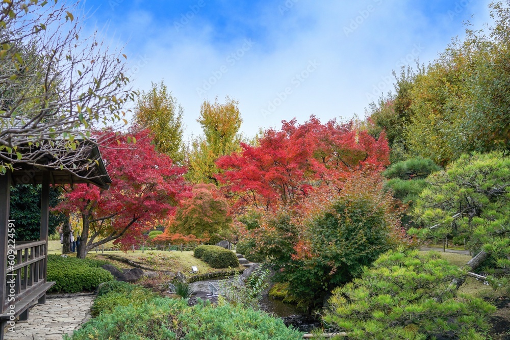 Naklejka premium 青空バックに見るちょうど見頃の紅葉情景