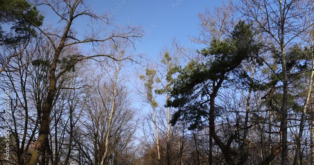 Bare trees in early spring in sunny clear weather, blue sky and a large number of trees growing in the spring park Bare trees in early spring in sunny clear weather, blue sky and a large number of trees growing in the spring park