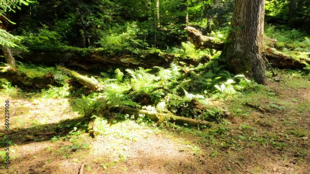 pretty forest pure nature big greenery and green leafage pretty forest pure nature big greenery and green leafage