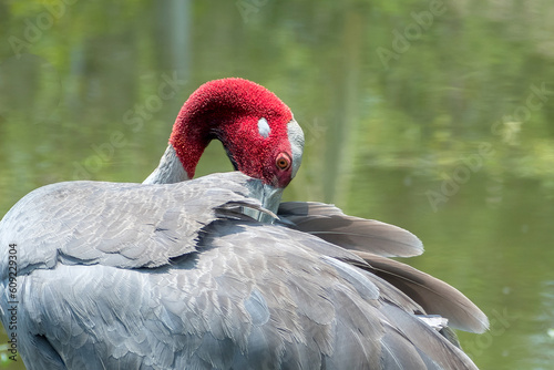 Eastern Sarus Crane ,Antigone antigone sharpii.bird in wildlife nature field