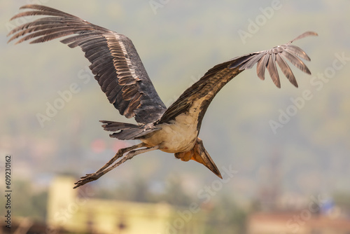 Greater adjutant (Leptoptilos dubius) at Boragaon, Guwahati, Assam, India