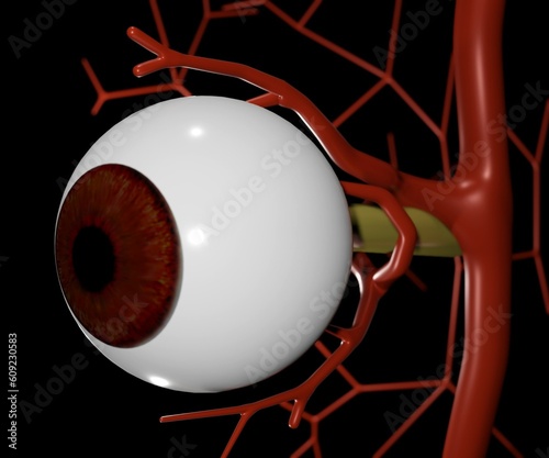 The arterial supply to the eye. eye anatomy isolated in the white background 3D rendering photo