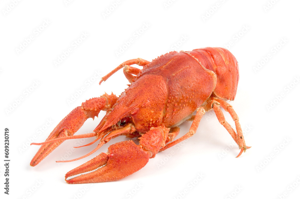 Red and gray crayfish against white background Red and gray crayfish against white background