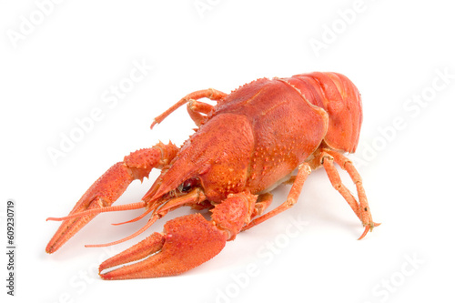 Red and gray crayfish against white background