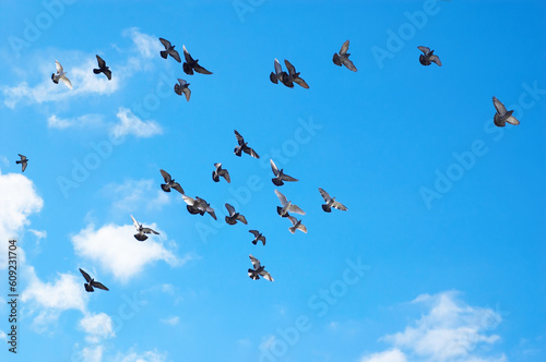 many flying pigeons on sky background