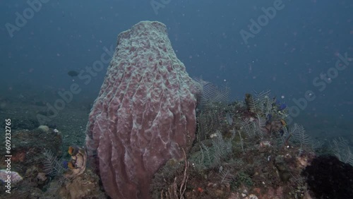Giant Barrel Sponge (Xestospongia testudinaria) grows on the bottom of a tropical sea. It grows up to 95 cm. It feeds on plankton. It is a shelter for many small inhabitants of the sea.