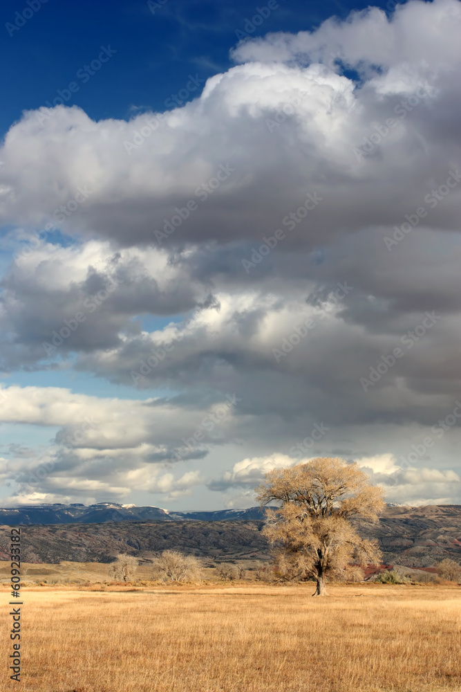 lonesome tree under dramatic sky lonesome tree under dramatic sky
