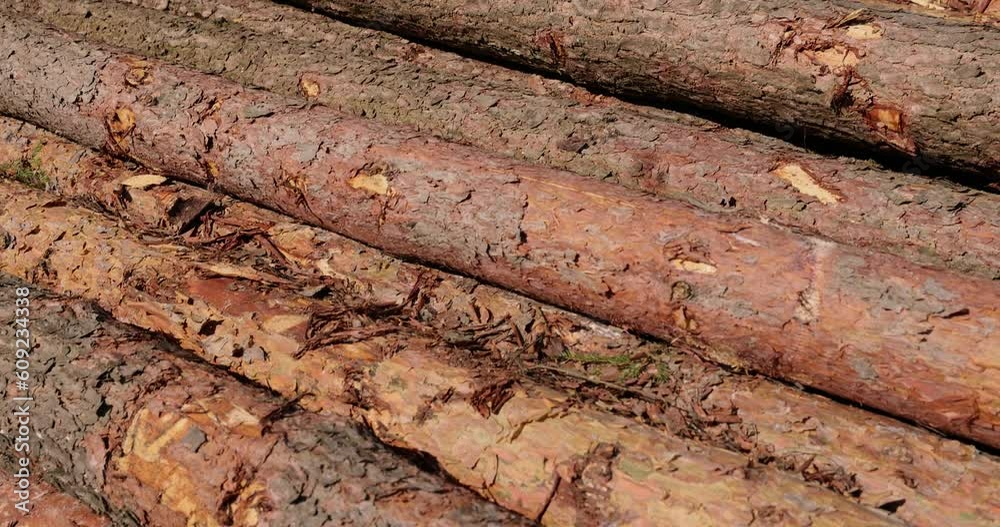 a pile of pine trunks for further processing at a sawmill, sawn pine logs lying on the forest territory a pile of pine trunks for further processing at a sawmill, sawn pine logs lying on the forest territory