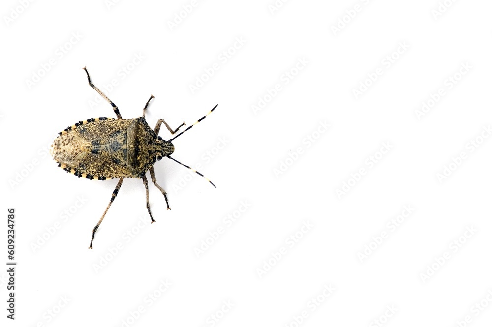 a housebug crawling isolated on white background a housebug crawling isolated on white background