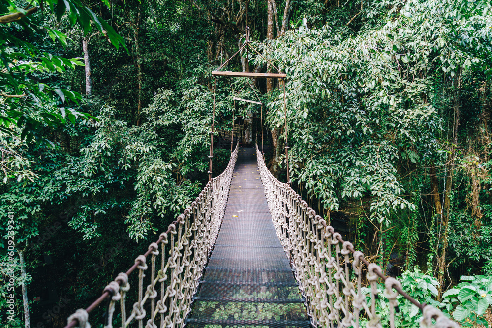 Obraz premium sky walk in the jungle