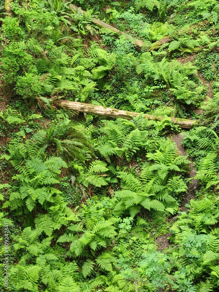 Obraz premium Fern forest