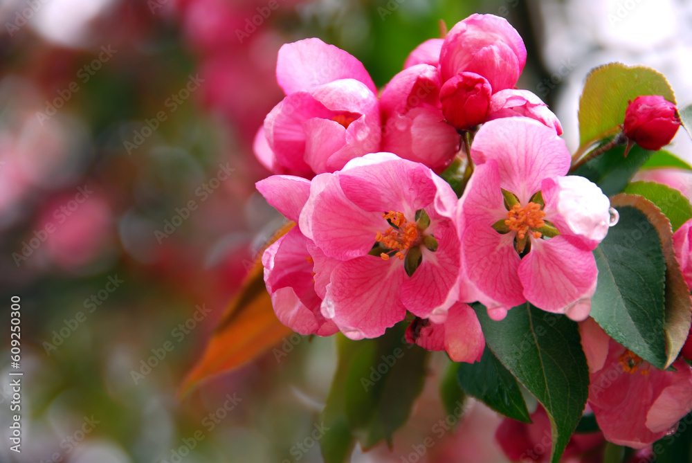 Pink apple blossom close up in spring orchard Pink apple blossom close up in spring orchard