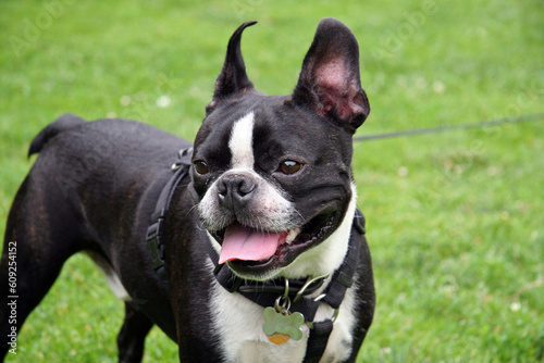 Smiling French Bulldog in the Park on a Leash