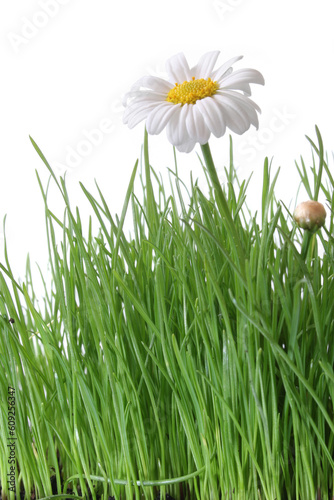 White daisy growing amongst tall green grass with white background