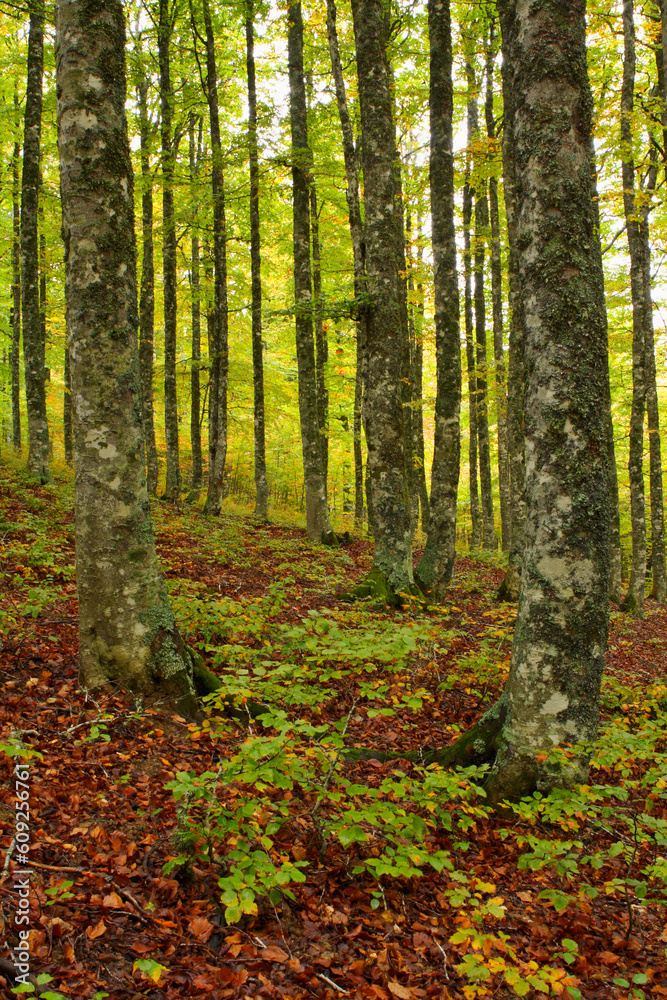 The falling leaves colors the autumn The falling leaves colors the autumn