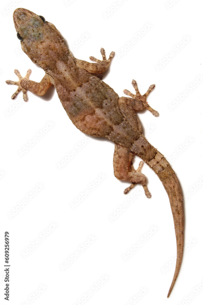 Tarentola gecko on white wall
