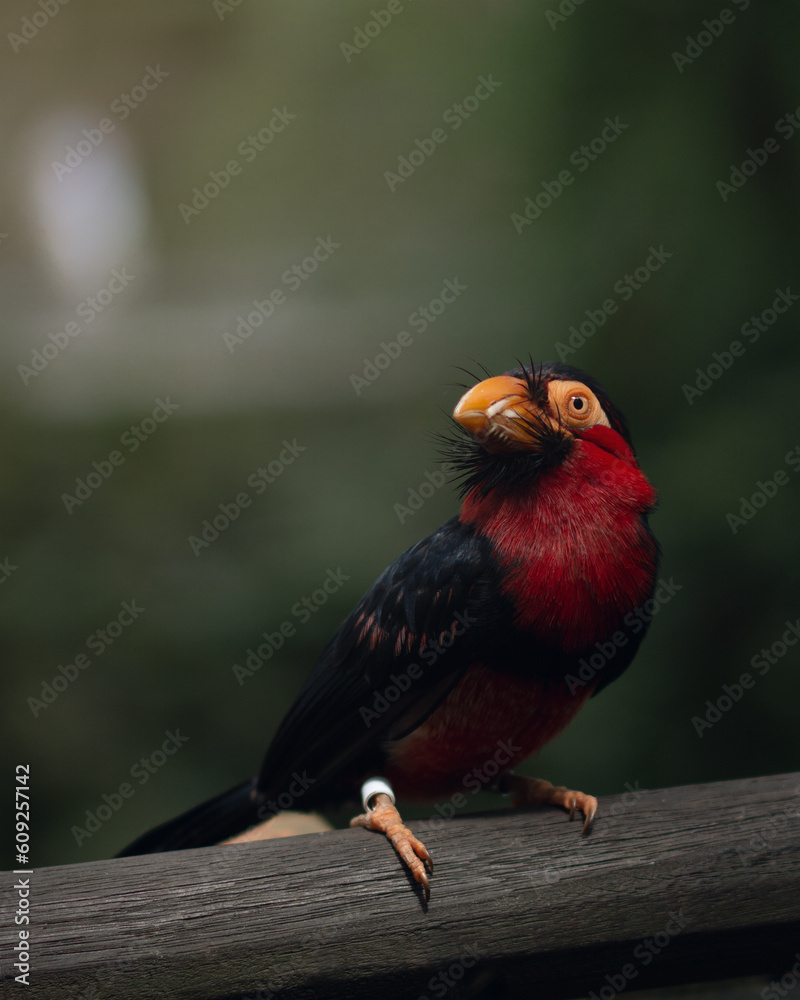 Red & Black Exotic Colourful Tropical Bird Bearded Barbet Portrait in a Forest