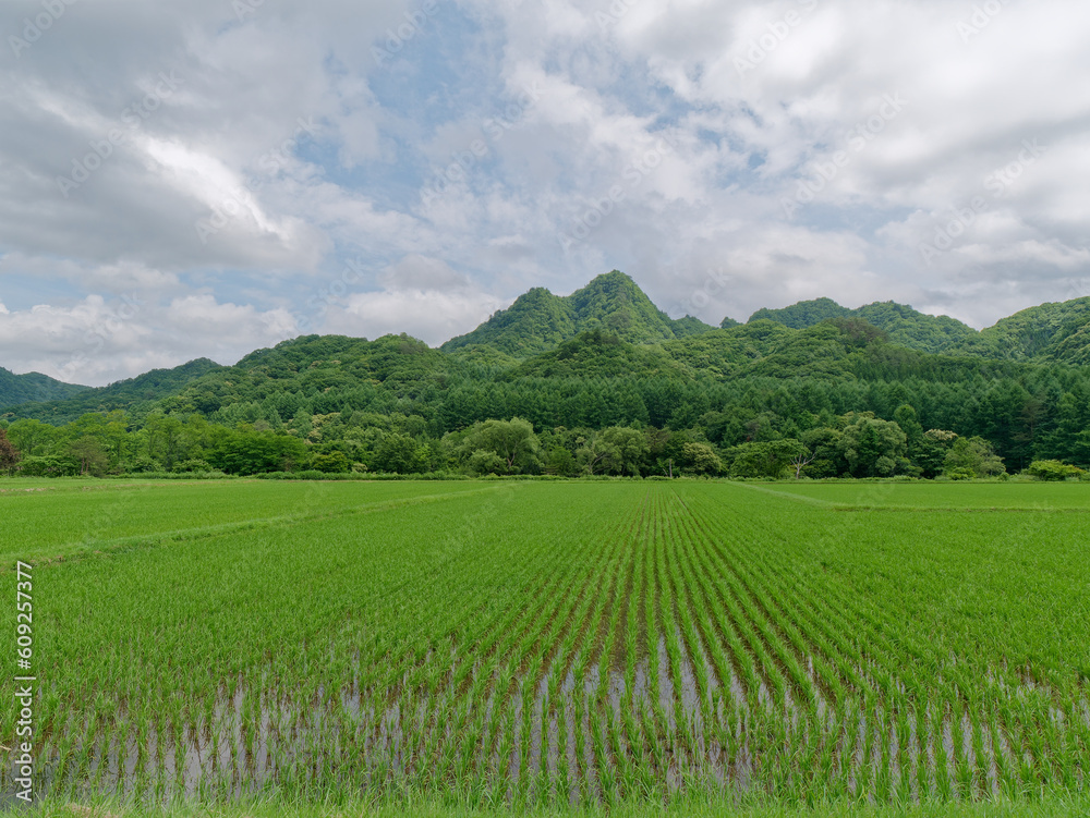 Fototapeta premium 南会津・舘岩地区の水田と里山(八総佐倉山) 