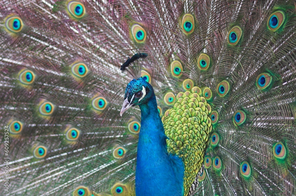 Fototapeta premium bird; brush; coma; eye; open; park; peacock; scut; tail; train