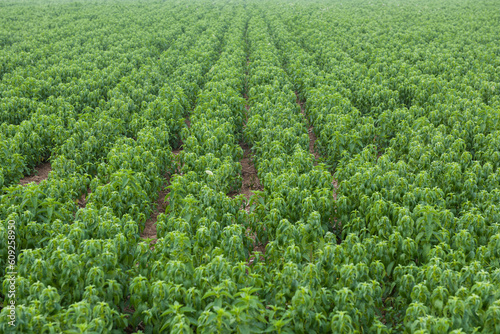 Green mint plants grow at vegetable garden photo