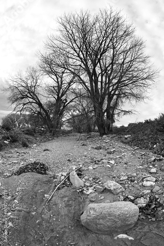 dry riverbed with large bare trees in background, converted to black and white