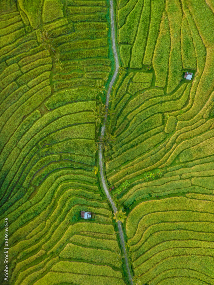 Fototapeta premium Birds eye aerial view of green rice terraces in Bali taken with a drone
