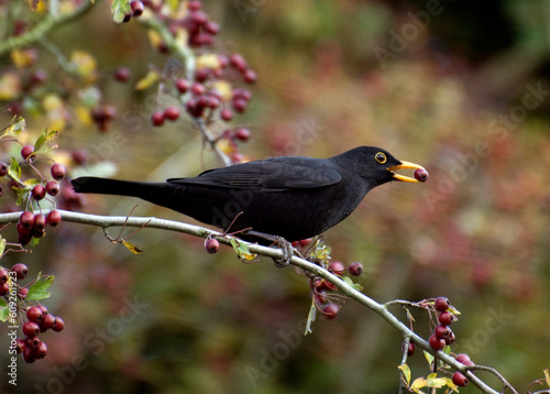 Blackbird (Turdus merula) picking berries from hawthorn (Crataegus monogyna) in autumn