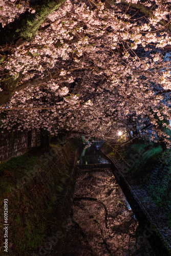 東川の桜のライトアップ