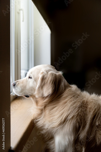 Golden Retriever dutifully waits for the owners and looks out the window photo