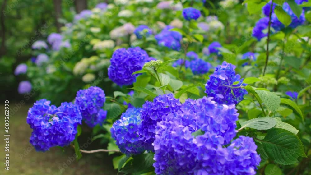 floral garden, summer flowers in beautiful garden. Blooming hydrangea background, hydrangea in Japan, flowers in bloom in Asia floral garden, summer flowers in beautiful garden. Blooming hydrangea background, hydrangea in Japan, flowers in bloom in Asia