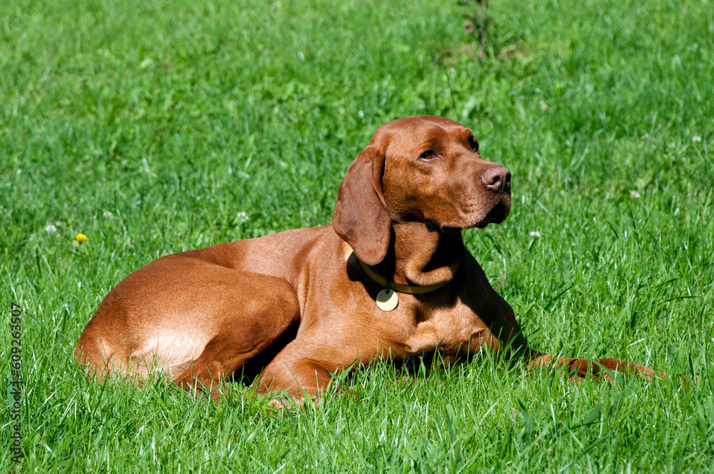 Hungarian vizsla laying in the grass in sunshine