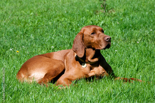 Hungarian vizsla laying in the grass in sunshine