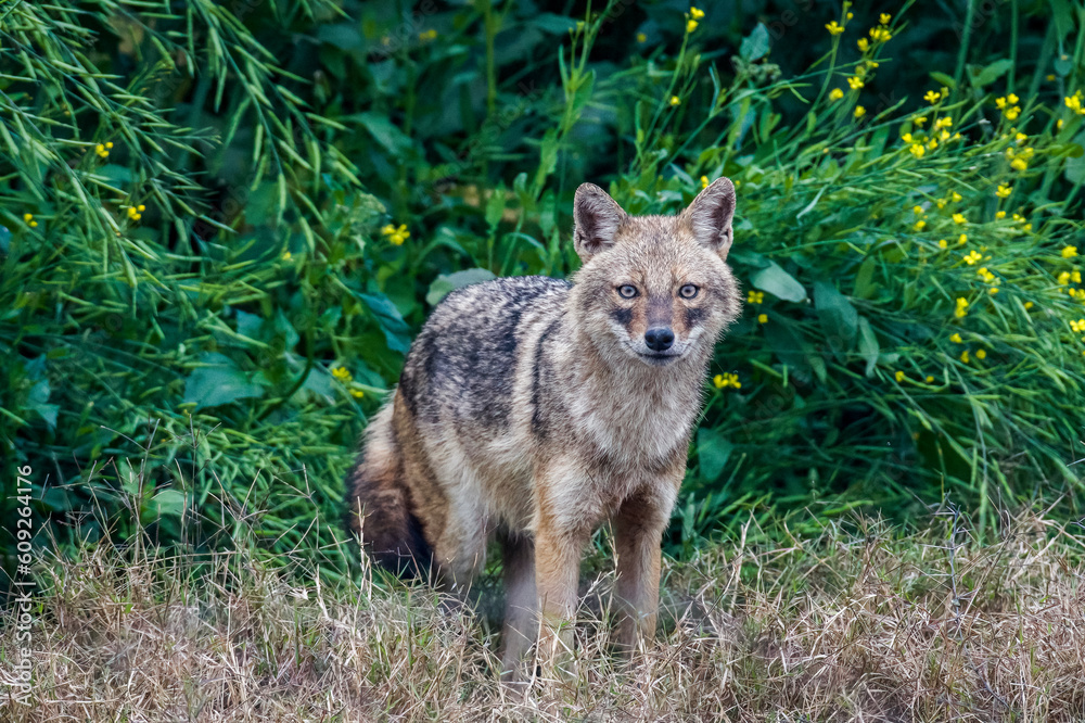 Jackal close up in a field 