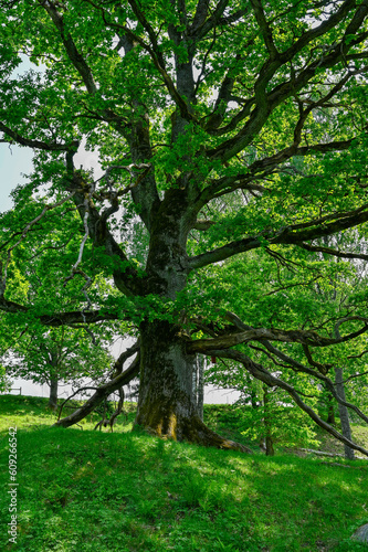 A big old oak in naturereserv Lekeberg Sweden photo