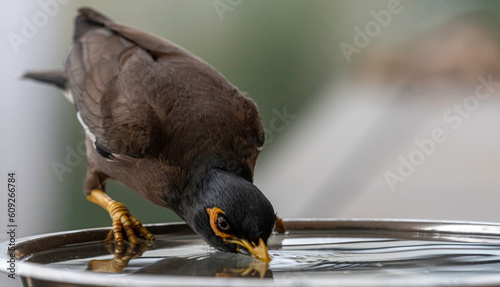 Isolated extreme close up portrait of a single mature common/ Indian myna bird drinking cold water during a hot summer day in its domestic surroundings- Rehovot Israel