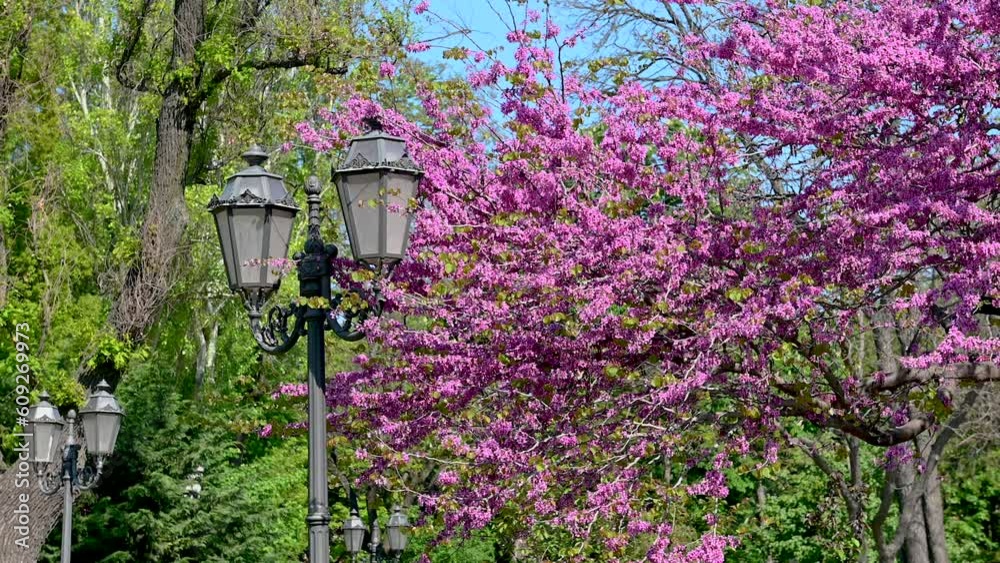 City Garden in the historical center of Odessa, Ukraine City Garden in the historical center of Odessa, Ukraine