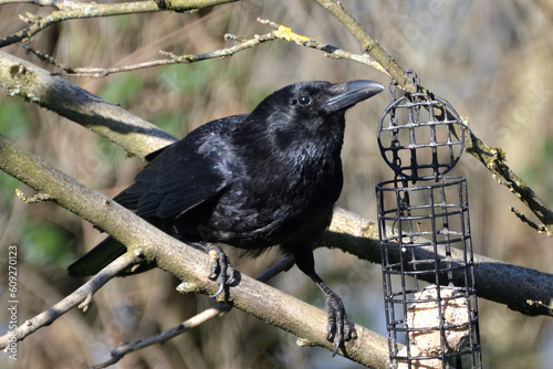 Kräher auf dem Vogelfutterhaus