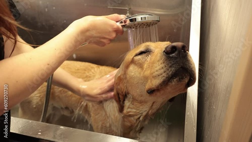 groomer washing bathing a labrador dog in the bathroom