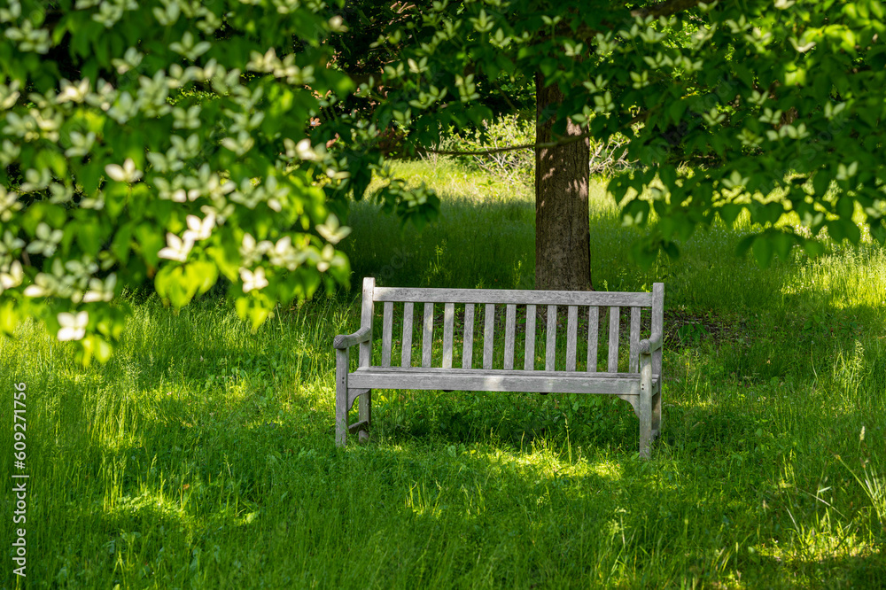 The wooden bench under the tree with blooming flowers in the garden The wooden bench under the tree with blooming flowers in the garden