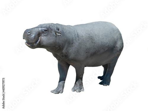 Φωτογραφία pygmy hippopotamus isolated on white background