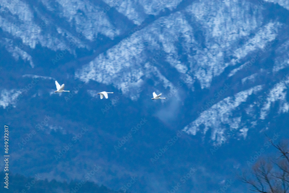 Fototapeta premium 大空に飛び立つ白鳥たち