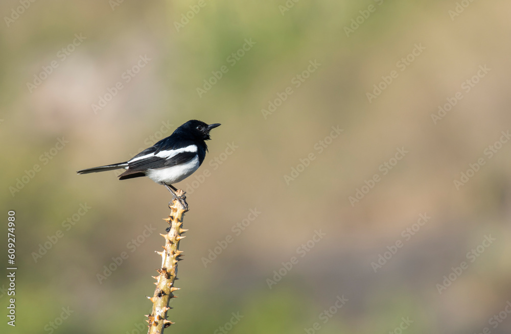 Oriental magpie-robin (Copsychus saularis) bird portrait Oriental magpie-robin (Copsychus saularis) bird portrait