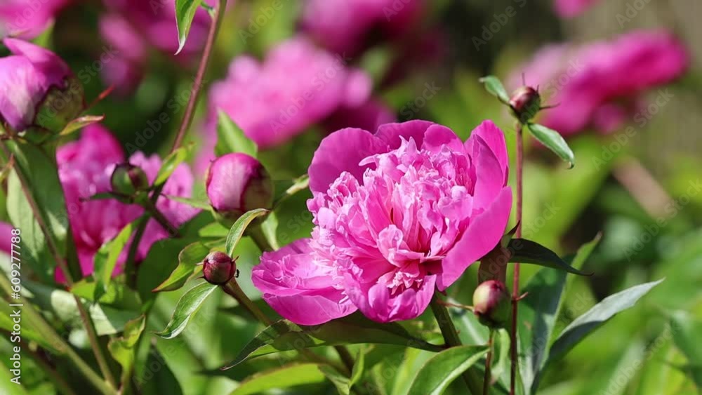 Slow motion video of a serene and relaxing cottage garden scene showing beautiful pink peonies in summer sunshine. Slow motion video of a serene and relaxing cottage garden scene showing beautiful pink peonies in summer sunshine.