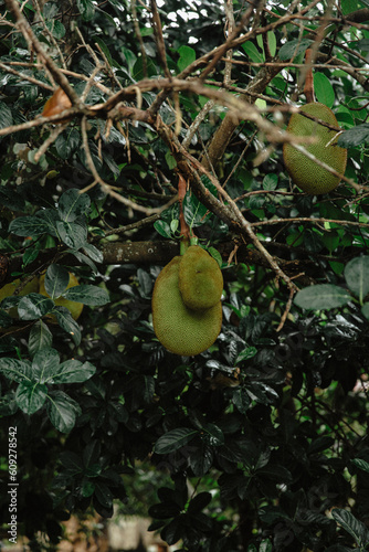 jackfruit on tree