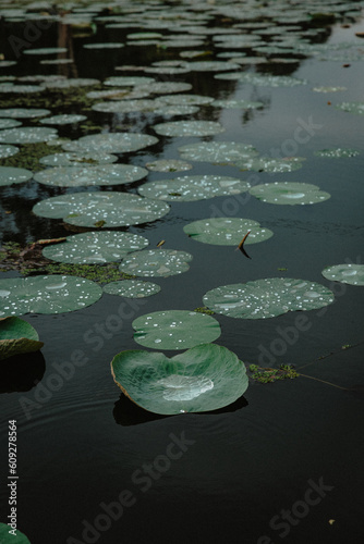 water lily in the pond